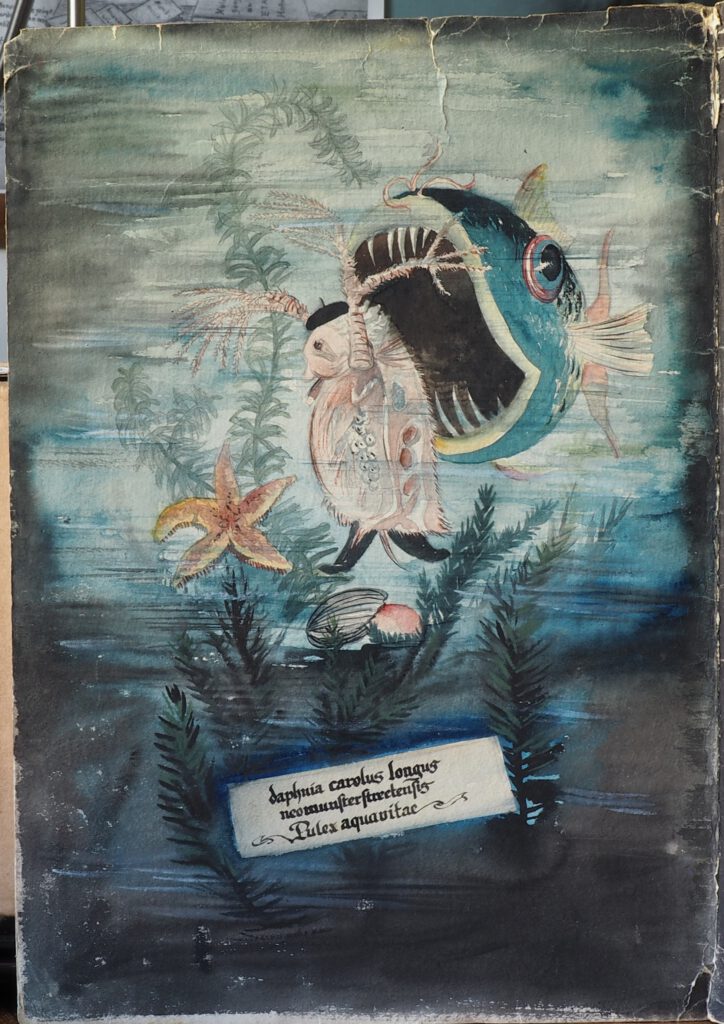 Floh Carolus Longus wird vom Fischmaul geschnappt.